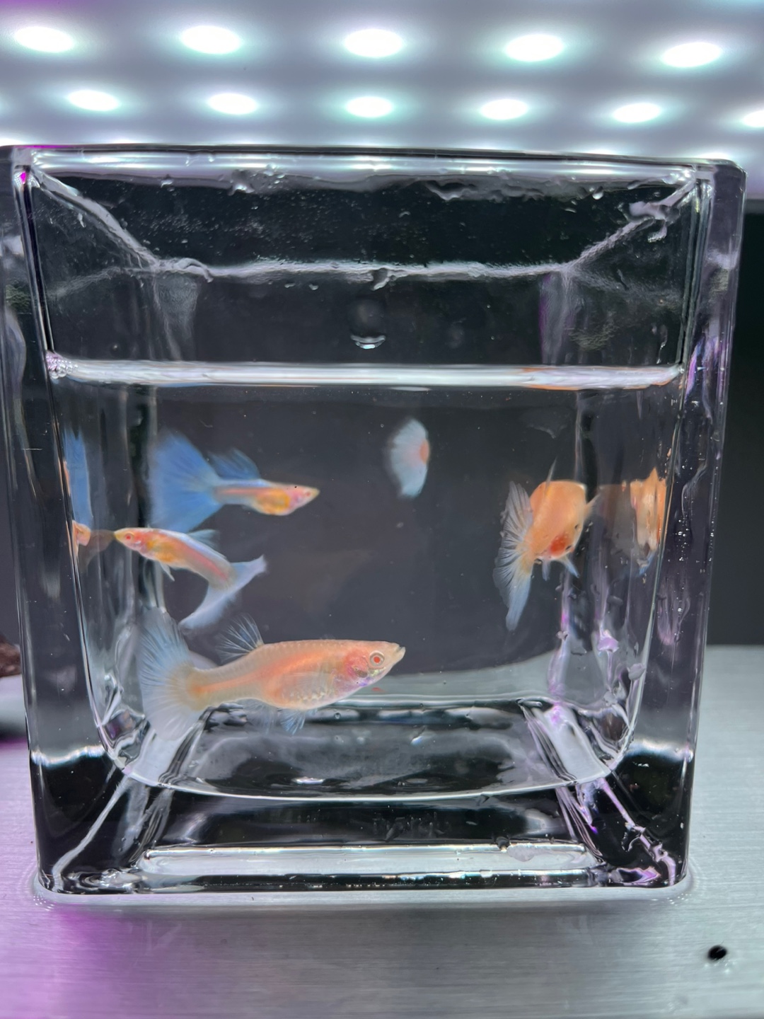 알비노블루토파즈